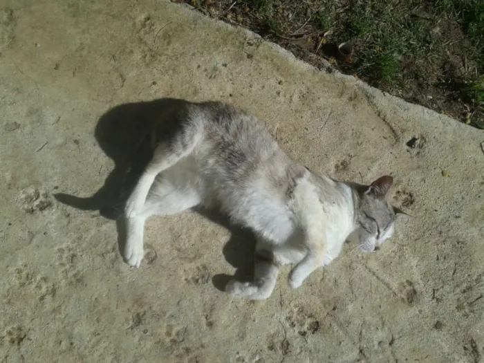 Gato ra a Siamês RED POINT idade 7 a 11 meses nome hanna