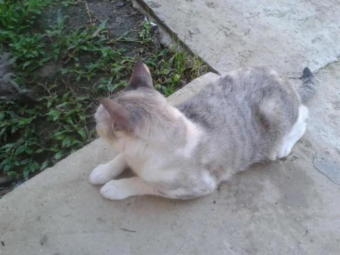 Gato ra a Siamês RED POINT idade 7 a 11 meses nome hanna
