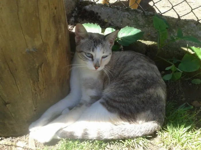 Gato ra a Siamês RED POINT idade 7 a 11 meses nome hanna