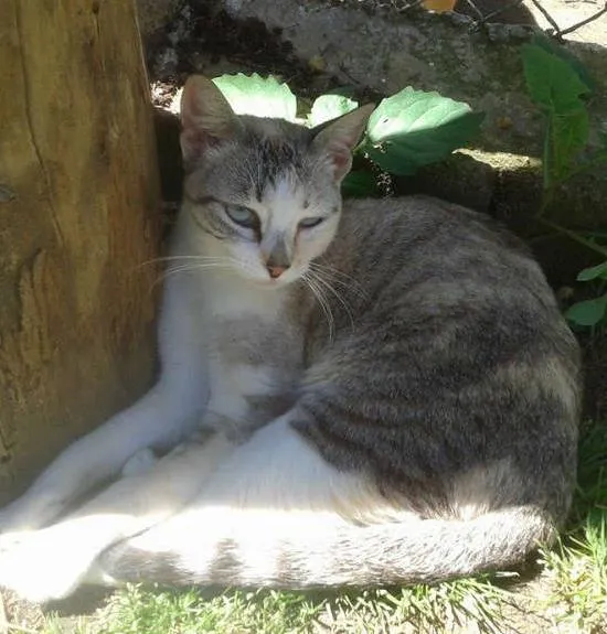 Gato ra a Siamês RED POINT idade 7 a 11 meses nome hanna