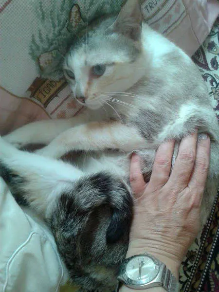 Gato ra a Siamês RED POINT idade 7 a 11 meses nome hanna