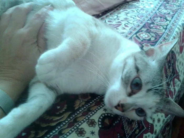Gato ra a Siamês RED POINT idade 7 a 11 meses nome hanna