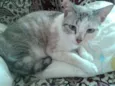 hanna