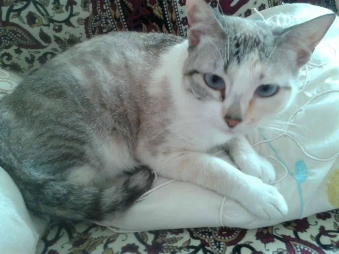 Gato ra a Siamês RED POINT idade 7 a 11 meses nome hanna