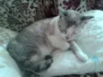 hanna