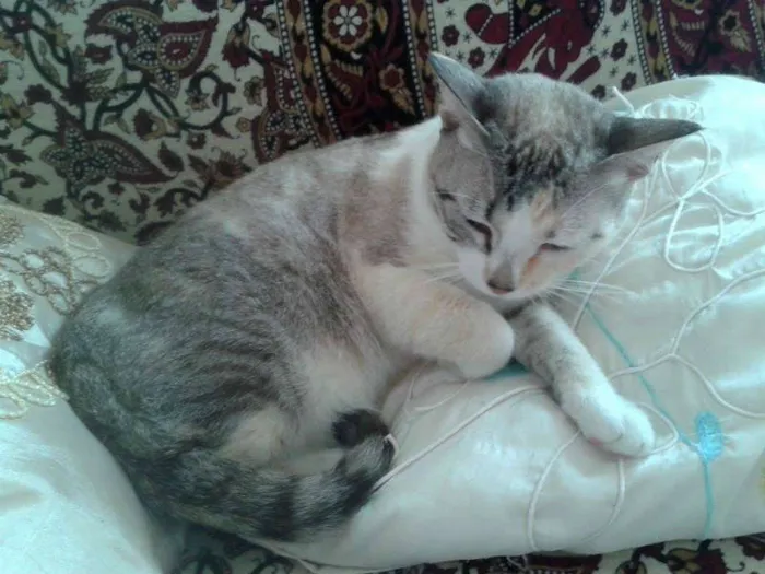 Gato ra a Siamês RED POINT idade 7 a 11 meses nome hanna
