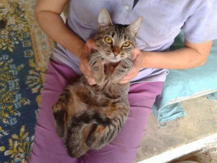 Gato ra a SRD idade 1 ano nome MUSSARELA