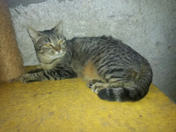 Gato ra a SRD idade 1 ano nome MUSSARELA