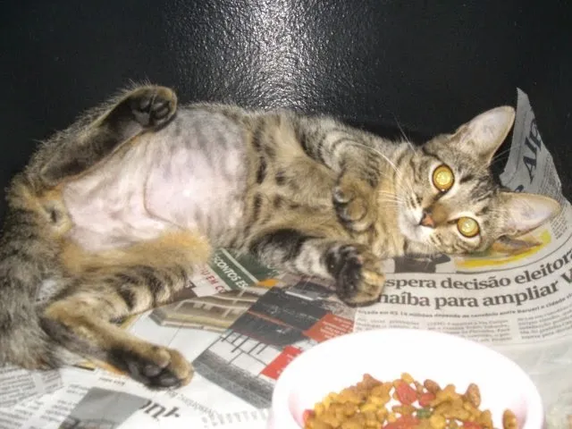 Gato ra a SRD idade 1 ano nome MUSSARELA