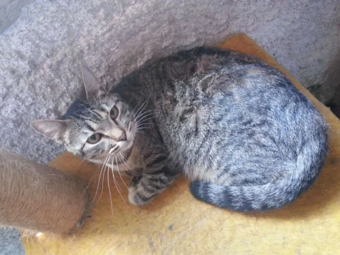 Gato ra a SRD idade 1 ano nome MUSSARELA