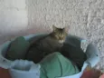 MUSSARELA