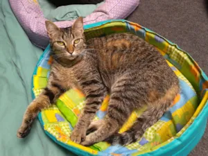Gato raça SRD idade 1 ano nome MUSSARELA