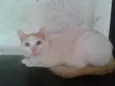 fritz
