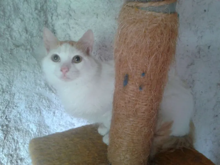 Gato ra a SRD idade 1 ano nome fritz