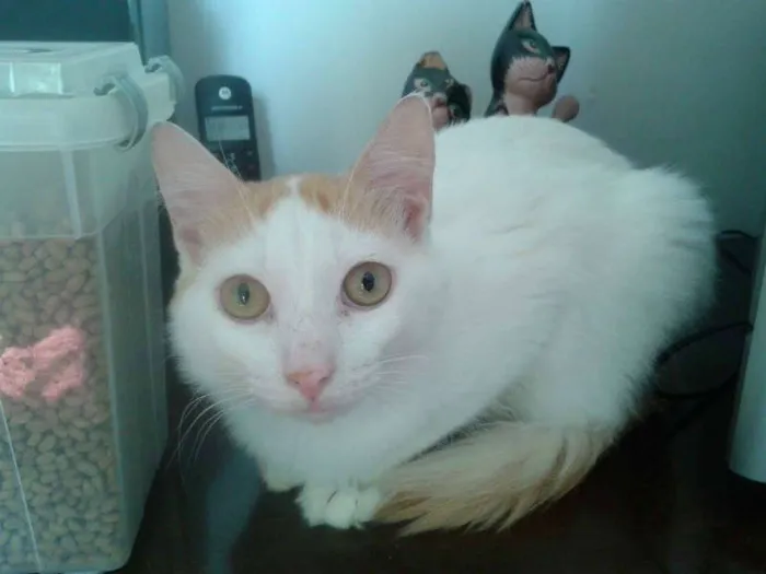 Gato ra a SRD idade 1 ano nome fritz