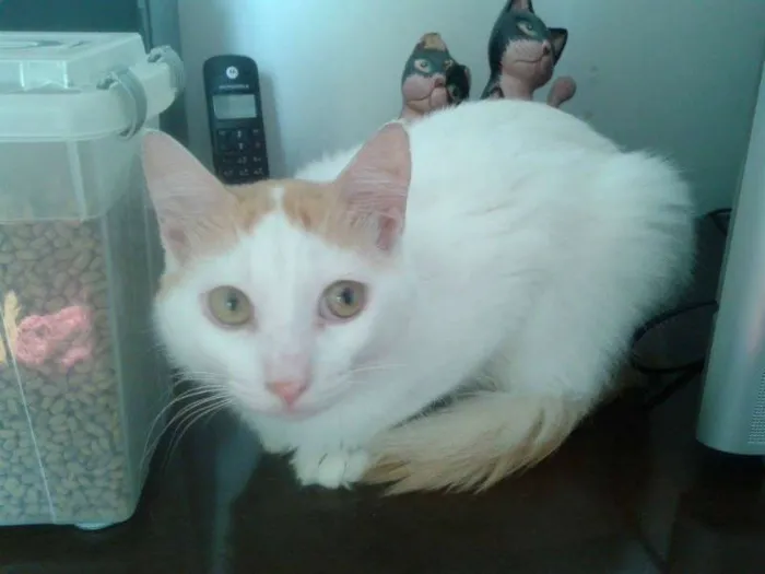 Gato ra a SRD idade 1 ano nome fritz