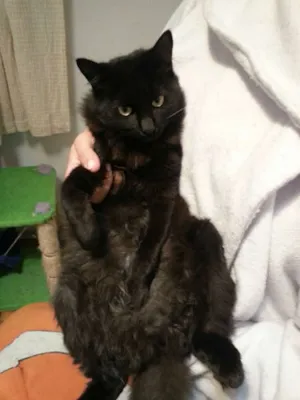 Gato raça SRD idade 1 ano nome oreo