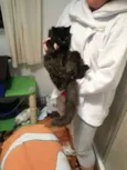 oreo