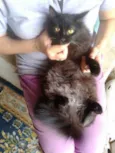 oreo