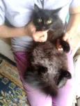 oreo