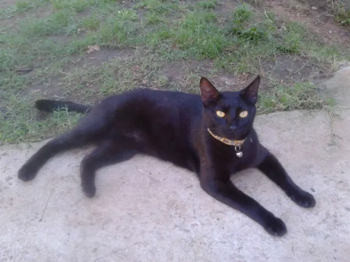 Gato ra a SRD idade 1 ano nome OLGA