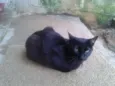 OLGA