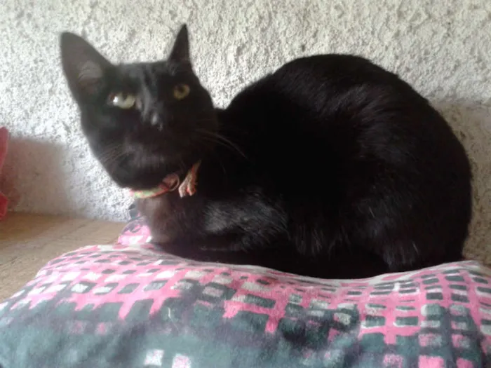 Gato ra a SRD idade 1 ano nome OLGA