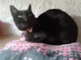 OLGA