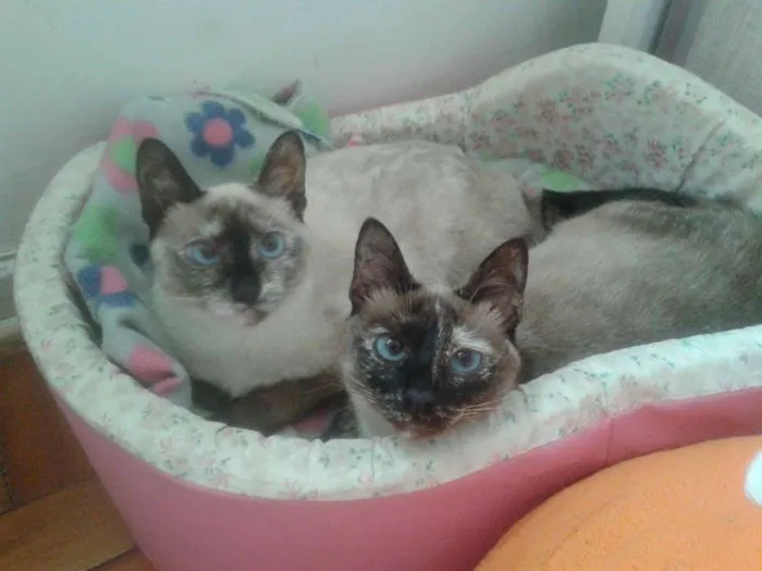 Gato ra a SIAMES idade 1 ano nome ping & pong