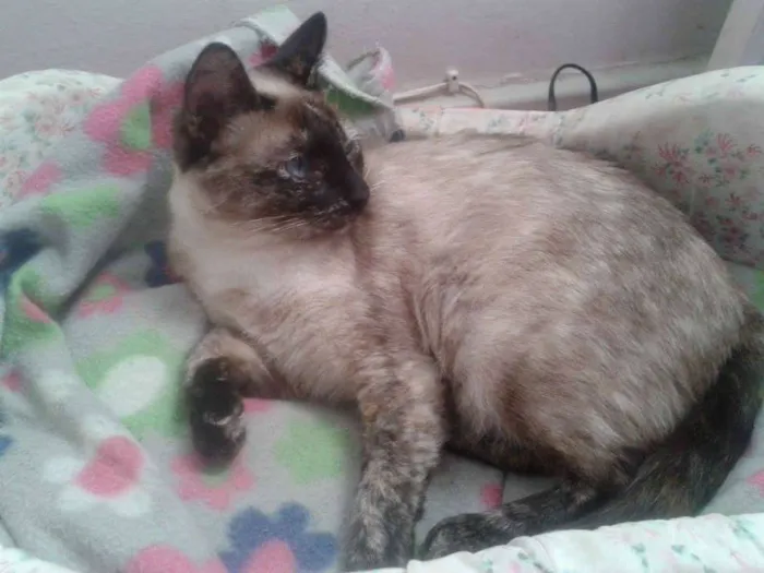 Gato ra a SIAMES idade 1 ano nome ping & pong