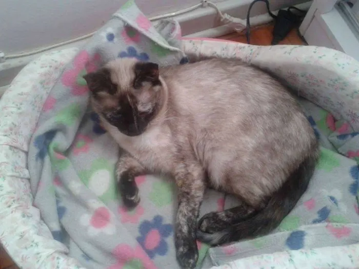 Gato ra a SIAMES idade 1 ano nome ping & pong