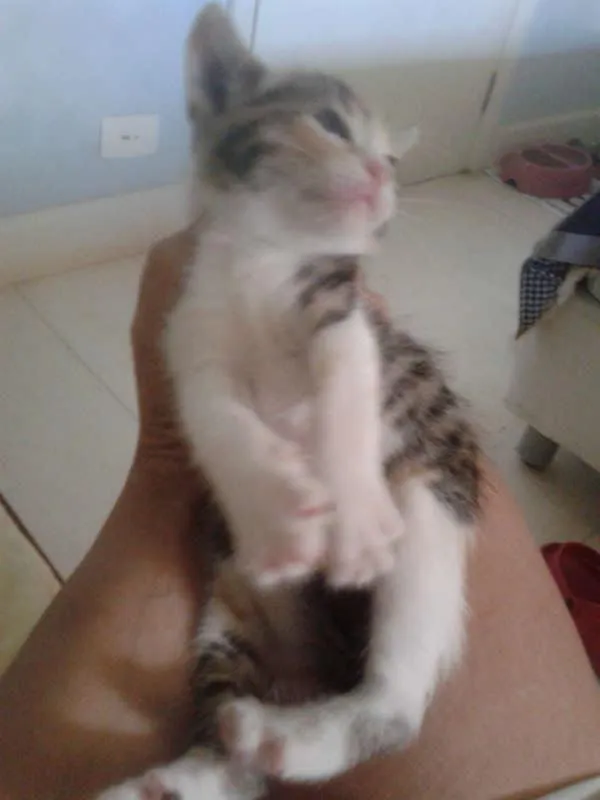 Gato ra a SRD idade 2 a 6 meses nome BELLA
