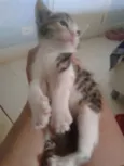 BELLA