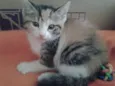 BELLA