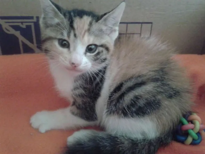 Gato ra a SRD idade 2 a 6 meses nome BELLA