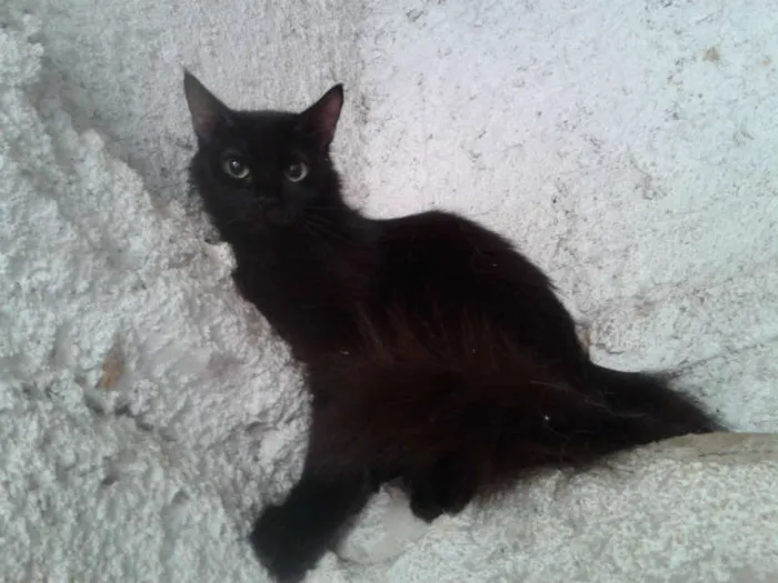 Gato ra a SRD idade 1 ano nome frida
