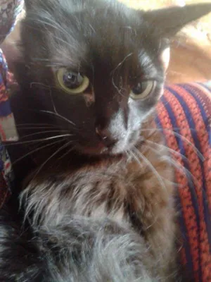 Gato raça SRD idade 1 ano nome frida