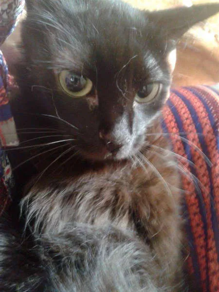 Gato ra a SRD idade 1 ano nome frida