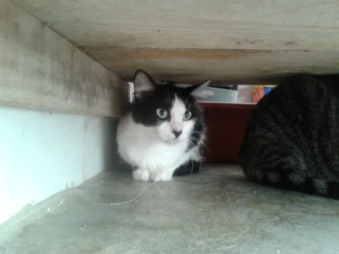 Gato ra a SRD idade 1 ano nome LAILA