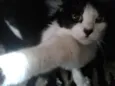 LAILA