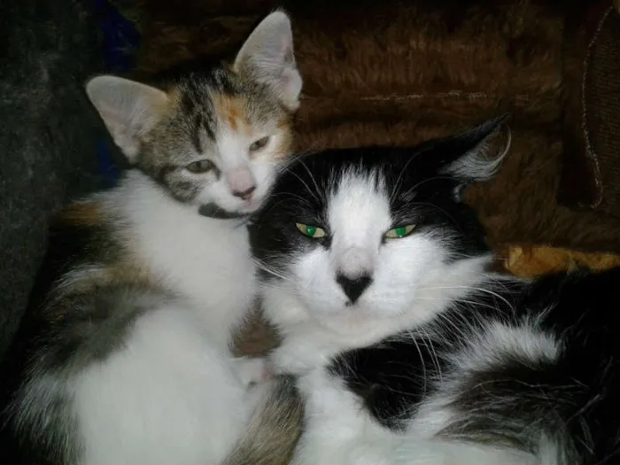 Gato ra a SRD idade 1 ano nome LAILA