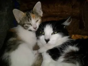 Gato raça SRD idade 1 ano nome LAILA
