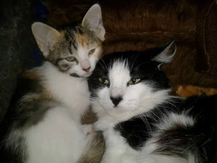 Gato ra a SRD idade 1 ano nome LAILA