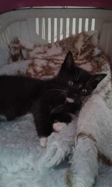 Gato ra a SRD idade 2 a 6 meses nome CHARLOTE E ZEUS