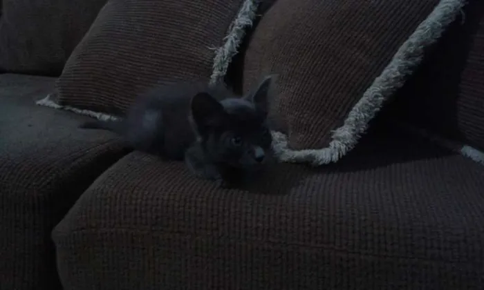 Gato ra a SRD idade 2 a 6 meses nome CHARLOTE E ZEUS