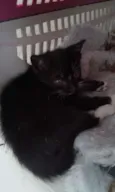 CHARLOTE E ZEUS