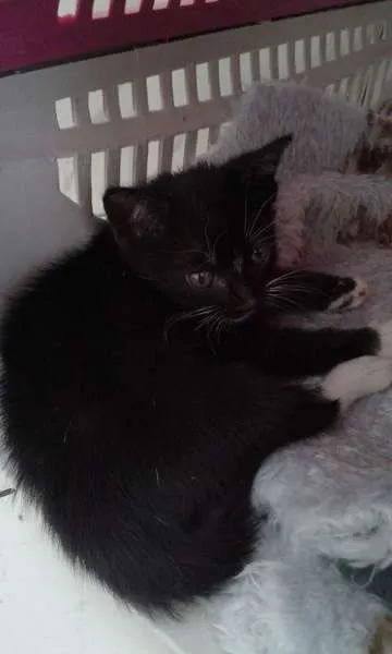 Gato ra a SRD idade 2 a 6 meses nome CHARLOTE E ZEUS