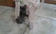 CHARLOTE E ZEUS
