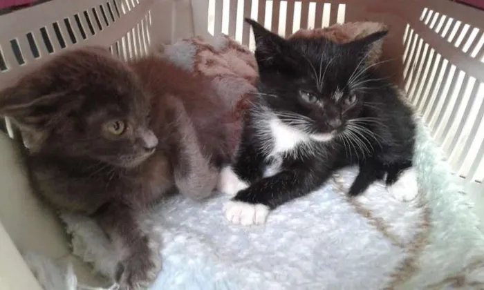 Gato ra a SRD idade 2 a 6 meses nome CHARLOTE E ZEUS