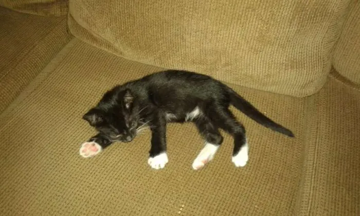 Gato ra a SRD idade 2 a 6 meses nome CHARLOTE E ZEUS